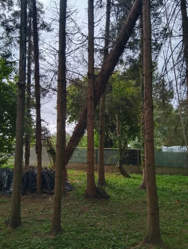 Conifère incliné retenu par un arbre voisin dans un jardin clos, situation d'arbre dangereux avant abattage
