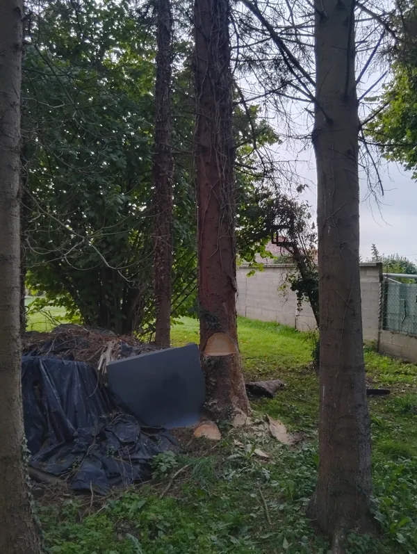 Souche de conifère fraîchement coupée montrant l'entaille de direction et le trait d'abattage, copeaux au sol dans un jardin