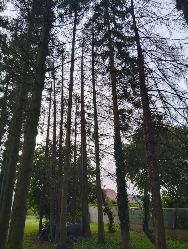Rideau de grands conifères serrés en limite de jardin, troncs élancés et branches basses mortes, vus depuis le sol