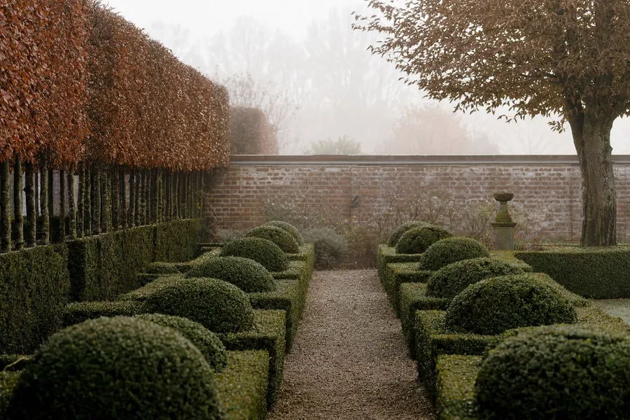 Allée de gravier entre des buis taillés et une haie de charmille, brume du matin